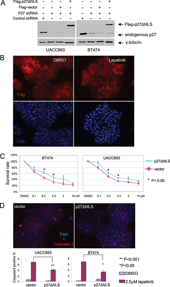 Re-expression of cytoplasmic p27 de-sensitizes HER2+ cells to lapatinib.