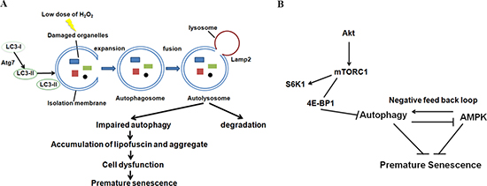 Autophagy and AMPK play important roles in the regulation of oxidative stress-induced premature senescence in auditory cells.