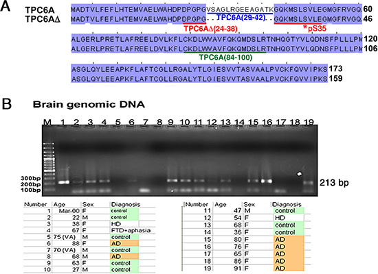 TRAPPC6A isoforms and gene.