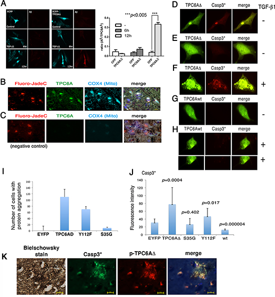 TGF-&#x03B2;1 induces TPC6A&#x0394; aggregation for leading to caspase activation.