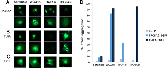 Induction of TPC6A and TIAF1 aggregation upon knockdown of endogenous WOX1 by siRNA.