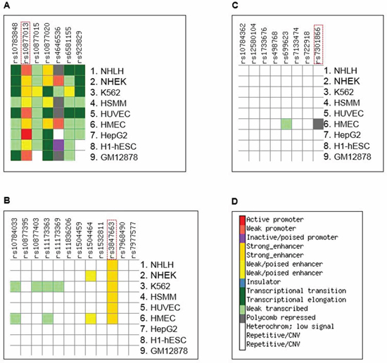 Summary of results of ChroMoS (Chromatin Modified SNPs) annotation for the SNPs in HAS-1.