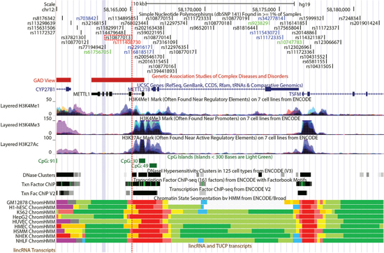 A close-up view of HAS-1 including rs10877013 (red-dotted line) provided by the UCSC Genome Browser [54].
