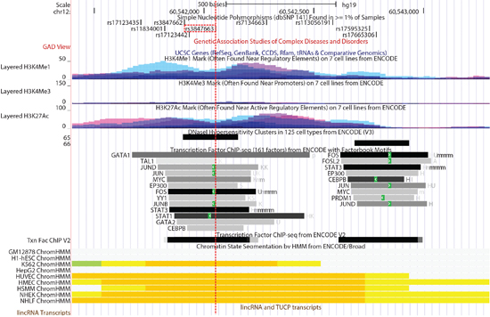 A close-up view of HAS-2 including rs3847663 (red-dotted line) provided by the UCSC Genome Browser.