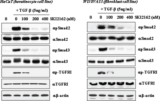 The effect of SKI2162 on TGF-&#x03B2;1-induced activation of Smad2 and Smad3 in HaCaT (keratinocyte cell) and WI38VA13 (fibroblast cell) cells.