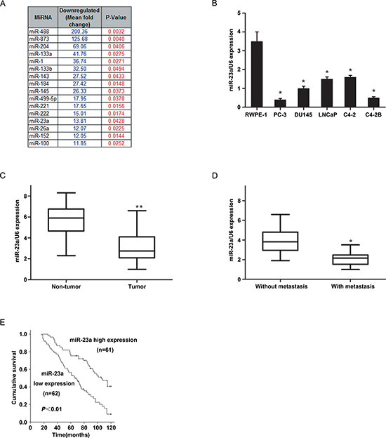 The expression of MiR-23a in prostate cancer cell lines and tissues and its prognostic values in patients.