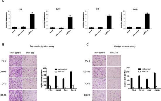 MiR-23a overexpression decreased prostate cancer cell invasion and migration in vitro.