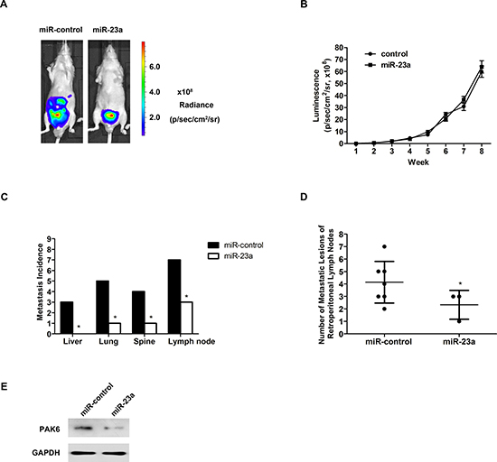 Overexpression of miR-23a suppressed prostate cancer metastasis in vivo.