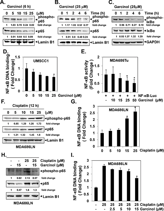 Garcinol suppresses constitutive and inducible NF-&#x03BA;B activation in HNSCC cells.