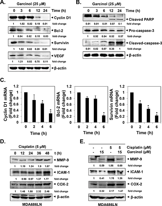 Garcinol suppresses NF-&#x03BA;B-regulated constitutive expression of gene products involved in proliferation, anti-apoptosis and angiogenesis in HNSCC cells.