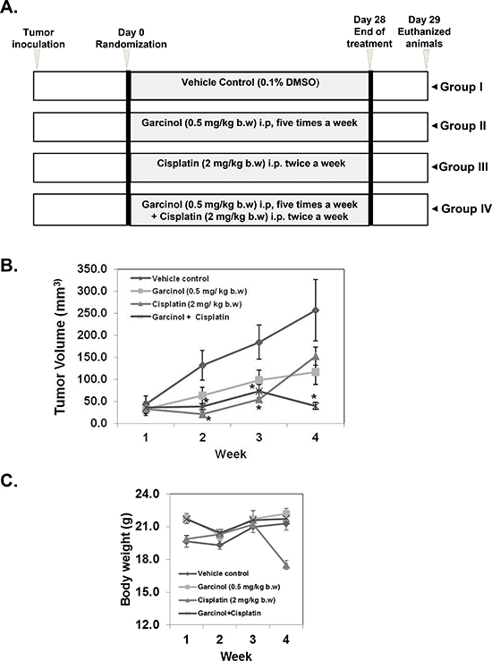 Garcinol potentiates the anti-tumor effect of cisplatin to inhibit the growth of human HNSCC in vivo.