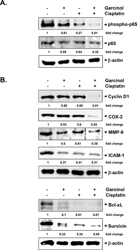 Garcinol suppresses the activation of NF-&#x03BA;B and expression of NF-&#x03BA;B-regulated gene products in HNSCC tumor tissue samples.