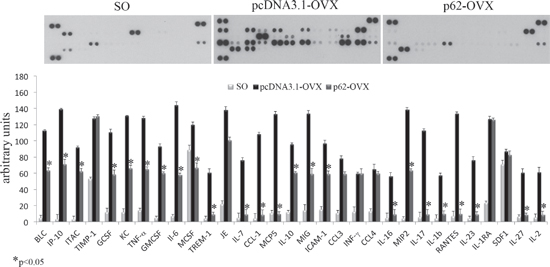 p62 DNA pretreatment decreases pro-inflammatory cytokines and chemokines release in OVX mice.