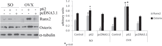 p62 DNA increases osteogenic markers.