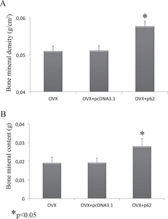 BMD and BMC evaluation after p62 treatment.