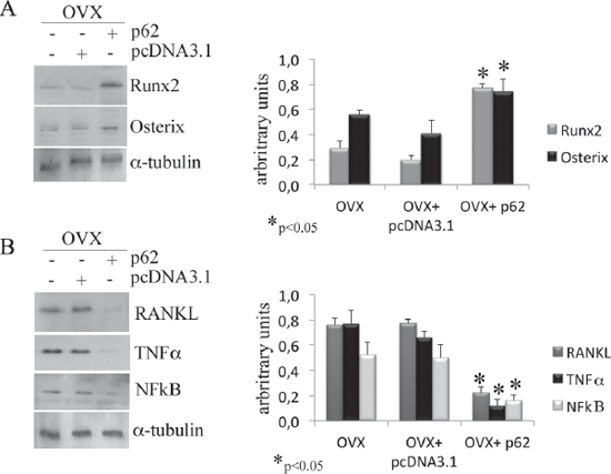 p62 vaccine decreases pro-inflammatory markers.