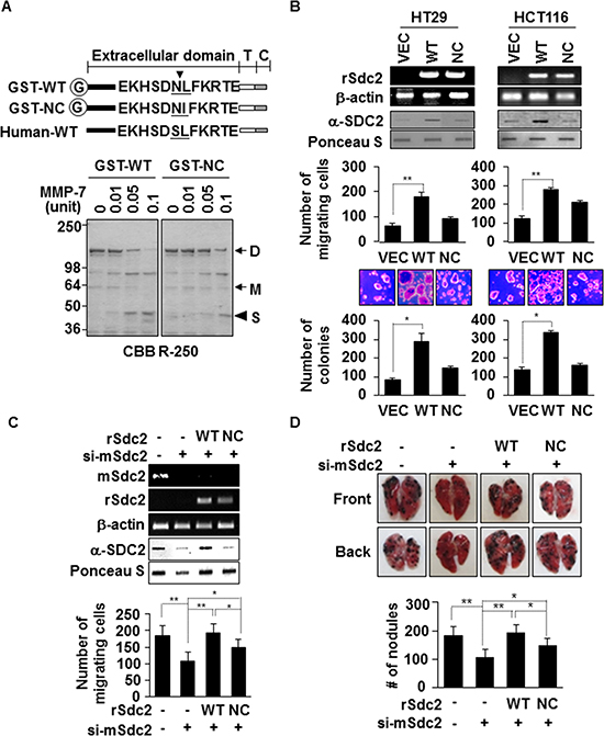 Extracellular domain shedding is necessary for syndecan-2 functions in colon cancer.
