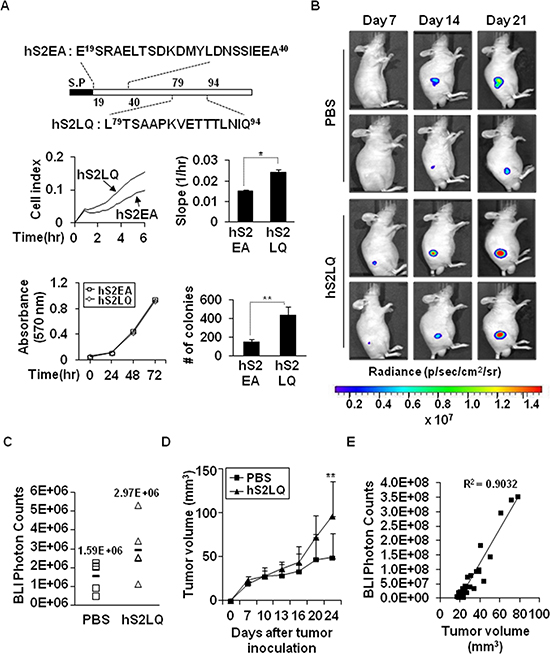 The syndecan-2 synthetic peptide significantly increases subcutaneous tumor growths in vivo.