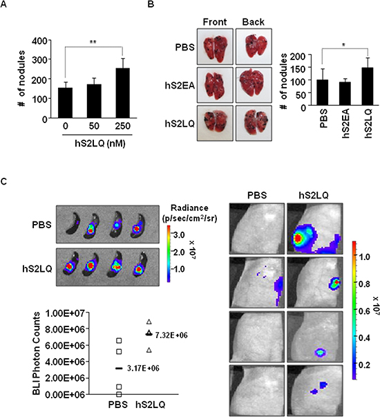 The syndecan-2 synthetic peptide significantly increases the metastasis in mouse models.