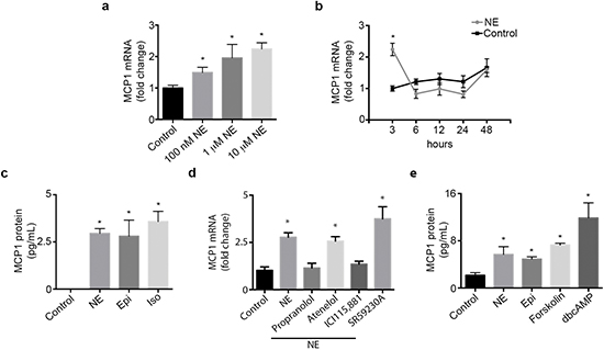 Catecholamines induce MCP1 expression.