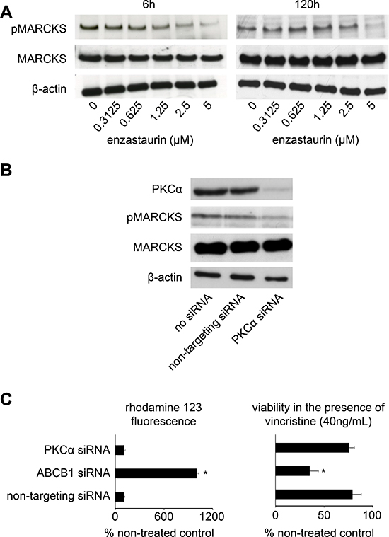 Investigation of PKC signalling.