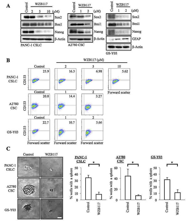 Pharmacological inhibition of GLUT1 by WZB117 causes loss of the self-renewal capacity of CSCs.