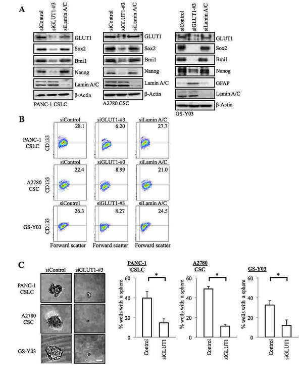 Gene silencing of GLUT1 by siRNA causes loss of the self-renewal capacity of CSCs.