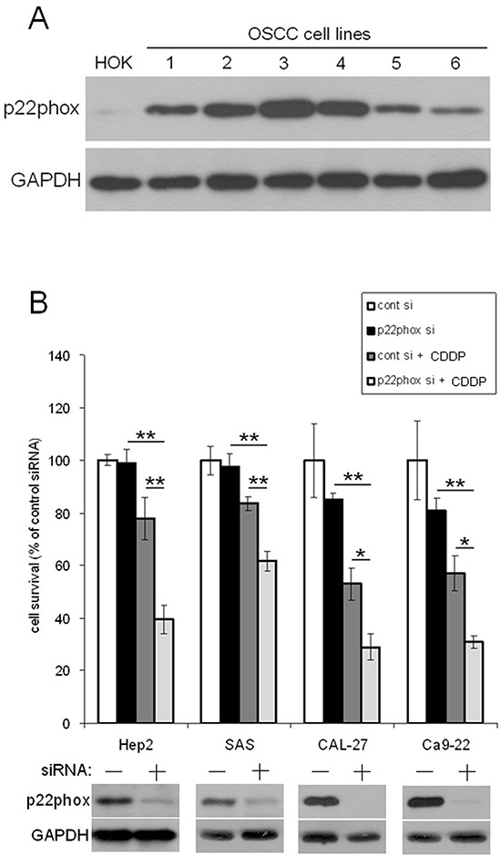 Down-regulation of p22phox increased sensitivity to CDDP-induced cytotoxicity.