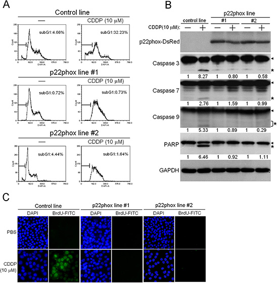 Abolishment of CDDP-induced apoptosis in p22phox stable lines.