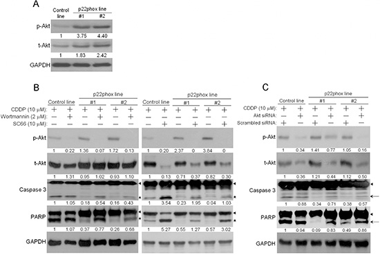 Elevated PI3K/Akt activity contributed to inhibition of CDDP-induced apoptosis in p22phox stable lines.