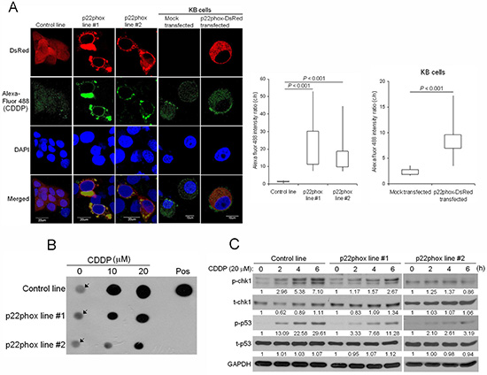Reduced CDDP uptake into the nucleus, CDDP-DNA adduct formation and chk1-p53 activation in p22phox stable lines.