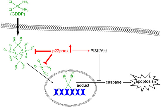 Dual modes of action of p22phox in the mechanism of CDDP resistance.