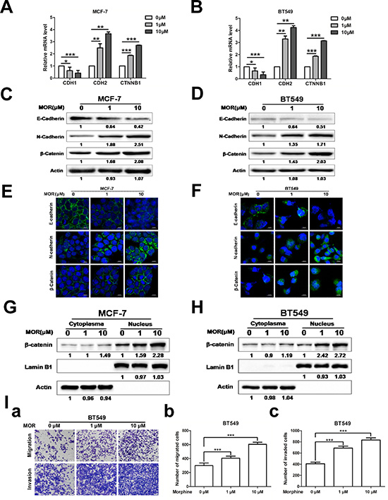 Morphine promotes EMT and metastasis.