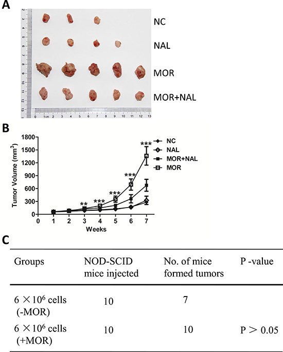 Nalmefene reverses morphine-increased tumorigenesis.