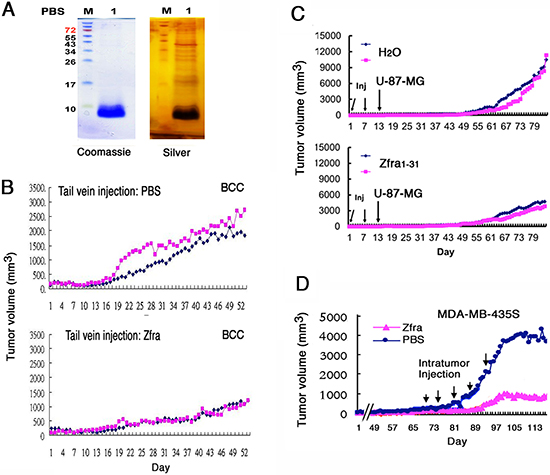 Zfra peptide self-polymerizes in vitro and blocks cancer growth in vivo.