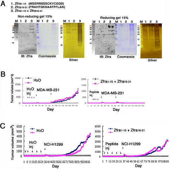 Zfra1&#x2013;15 and Zfra16&#x2013;31 peptide mixture polymerizes in vitro and blocks cancer growth in vivo.