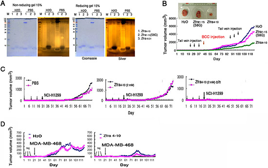 Zfra4&#x2013;10 polymerization and correlation with its anticancer activity.