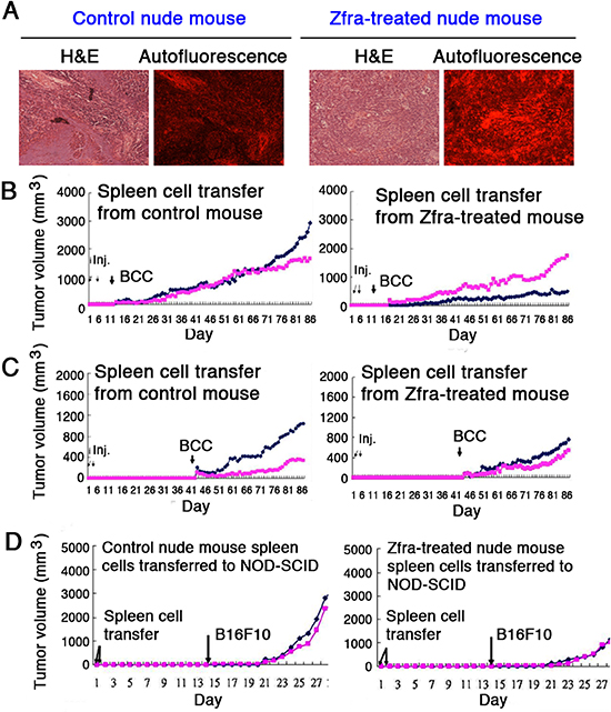 Zfra activates spleen cells for conferring cancer suppression.