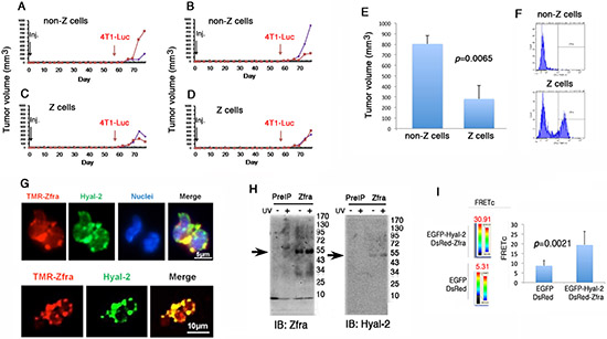 In vitro stimulation of Hyal-2+ CD3- CD19- Z cells for killing breast cancer in vivo.