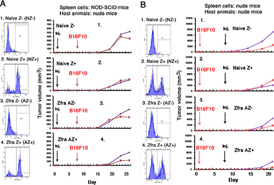 Activated Z cells inhibit melanoma growth in vivo.