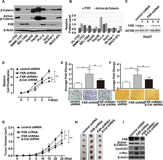 Loss of FXR induced oncogenic behavior via Wnt/&#x03B2;-Catenin signaling in Huh7 cells.