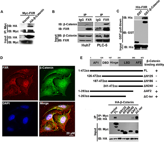 AF1 domain of FXR was required for the direct interaction between FXR and &#x03B2;-Catenin.