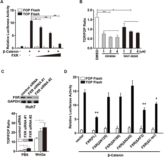 FXR repressed &#x03B2;-Catenin mediated transcriptional activity.
