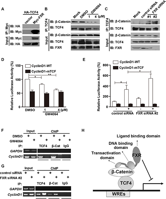 FXR attenuates &#x03B2;-Catenin/TCF4 complex mediated cyclin D1 transcription.