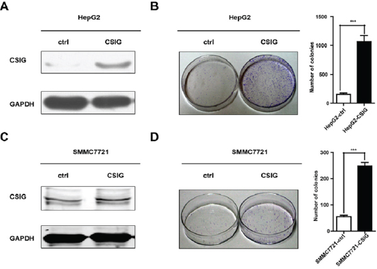 CSIG promoted the colony formation of HCC cells in vitro.