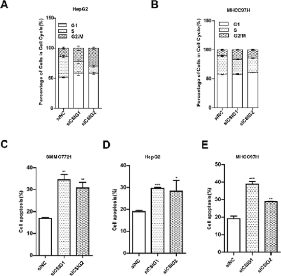 CSIG-silencing induced cycle arrest and cell apoptosis.