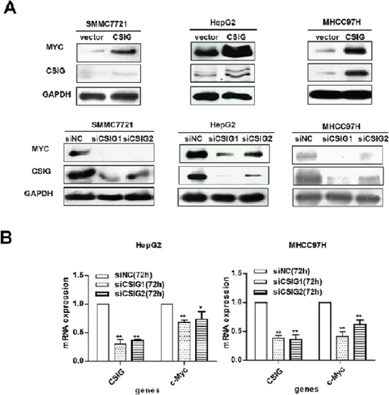 CSIG promoted the expression of MYC protein.