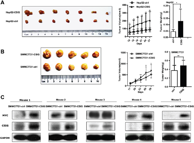 CSIG affected tumor growth of HCC cells in nude mice and MYC protein level in vivo.