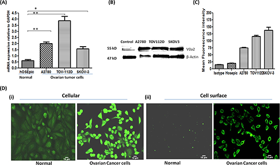 Ovarian carcinoma cell lines exhibit high expression of V-ATPase-V0a2 on cell surface.