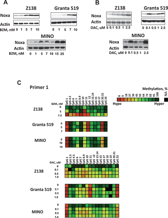 Noxa can be therapeutically demethylated and induced by BZM and DAC in MCL cell lines.